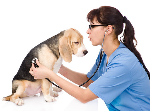 veterinarian examining a puppy dog. isolated on white background