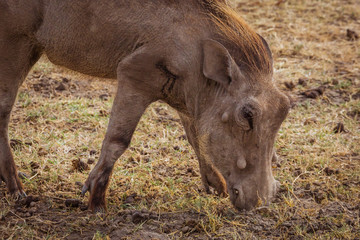 warthog