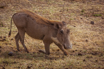 warthog