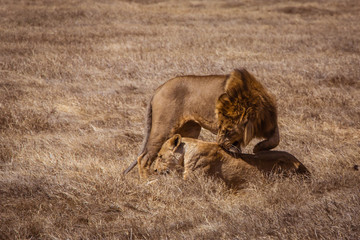 Lion couple before pairing