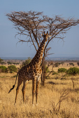African Giraffe walks