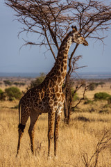 African Giraffe