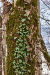 ivy on tree