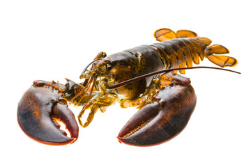 Raw lobster