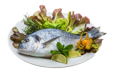 Fresh raw dorada