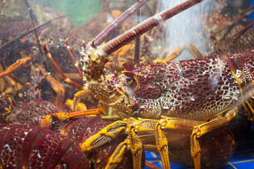 Marine crayfish