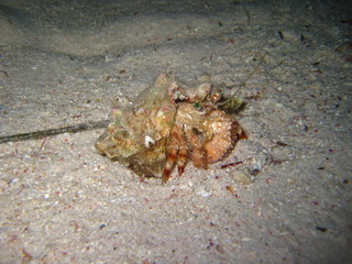 Anemonenkrabbe