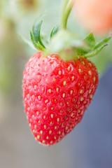 Closeup of fresh organic strawberries