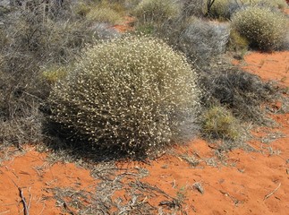 Daisy flowers growing in the outback of Australia