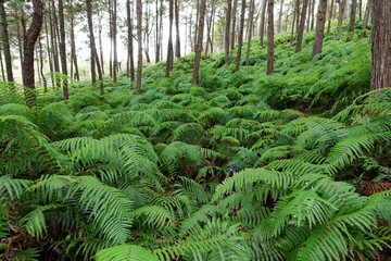 ウラジロの群落