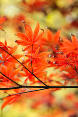 red maple leaves in sunshine