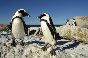 Poster pinguine in südafrika in kapstadt © stipi
