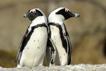 Poster Pinguïns in Kaapstad © stipi