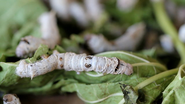 Silk worms eating, feeding mulberry leaves