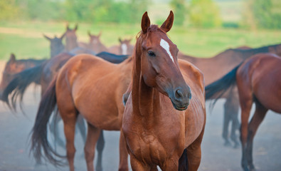 horses