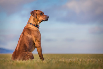 ridgeback dog - Powered by Adobe