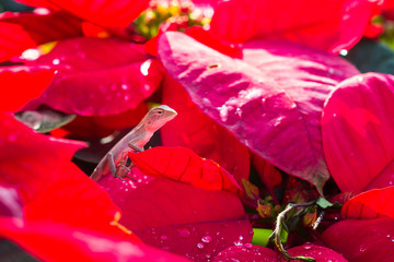 chameleon on red leaves