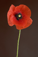 klatschmohn