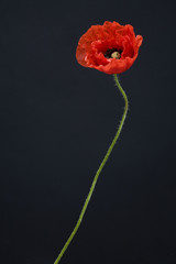 klatschmohn