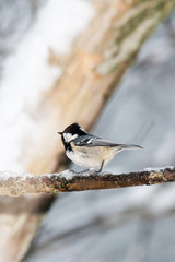 Coal tit on a icy twig (Periparus ater)
