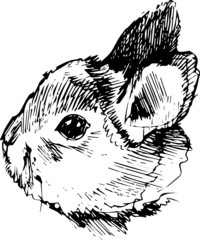 image of a rabbit with long ears