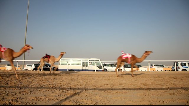 Traditional camel race in Doha, Qatar, Middle East