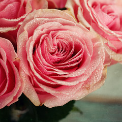 Pink rose close-up. Vintage
