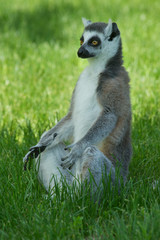 lemur