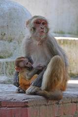 Непал, обезьяна кормит детеныша в Катманду