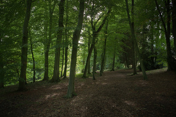 View of trees in England