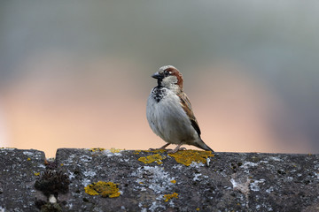 House sparrow, Passer domesticus