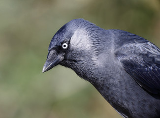 Jackdaw, Corvus monedula