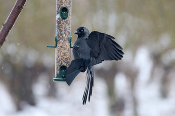 Jackdaw, Corvus monedula