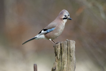 Jay, Garrulus glandarius