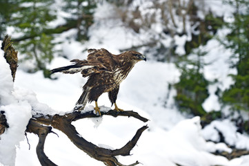 Buzzard