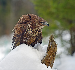 Buzzard