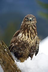 Buzzard