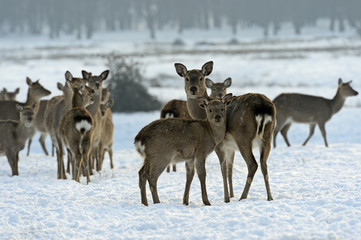 A herd of spotted deer in winter