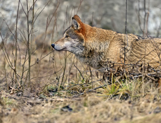 Gray Wolf in the woods