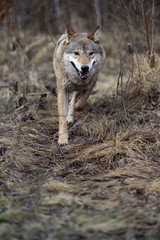Gray Wolf in the woods