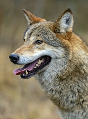 Gray Wolf in the woods