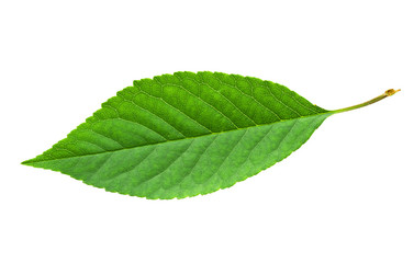 Green leaf - 60176324