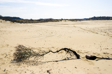 Sand landscape, National Park Zuid Kennemerland, The Netherlands