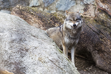 Angry Wolf