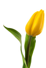 Yellow tulip isolated on white