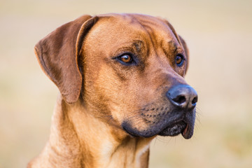 Obraz premium ridgeback dog