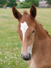 Naklejka premium Chestnut Foal Headshot