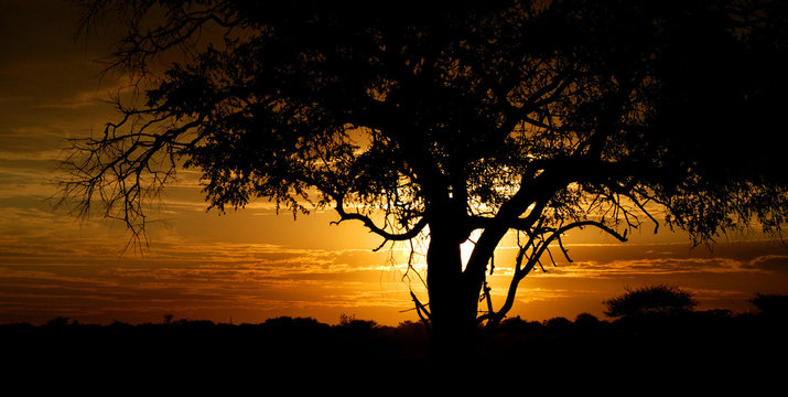 Fototapeta African sunset. Etosha National Park, Namibia