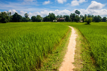 Fototapeta na wymiar Pole ryżu, Don Det wyspa, Laos