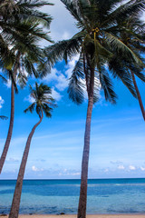 Palms on Haad Khom beach on Koh Phangan island, Thailand